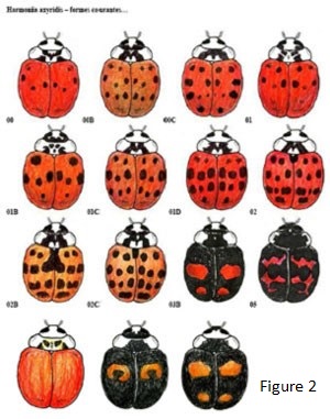Multicolored Asian Lady Beetle | Economy Exterminators
