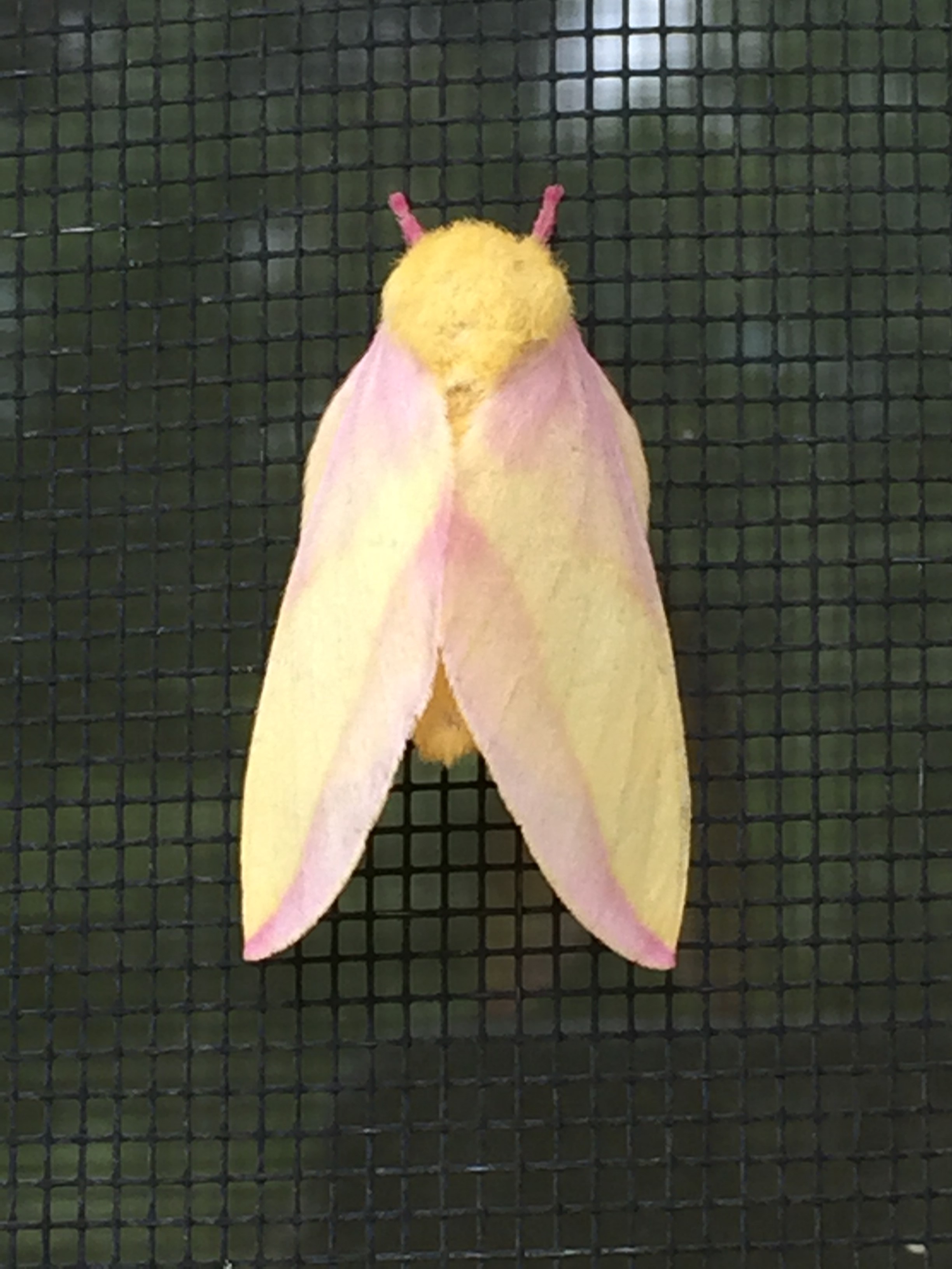 Keep an eye out for the vibrant Rosy Maple Moth in North Carolina